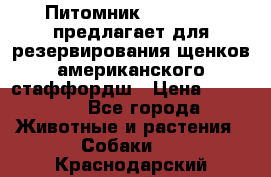 Питомник KURAT GRAD предлагает для резервирования щенков американского стаффордш › Цена ­ 25 000 - Все города Животные и растения » Собаки   . Краснодарский край